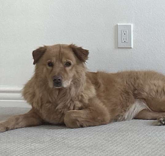 Photo of Gingerbread