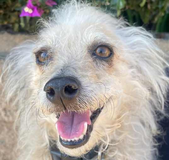 Photo of Herbie