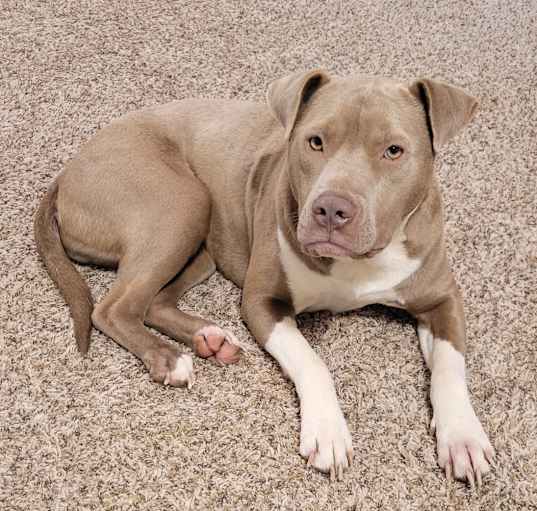 Photo of Tank