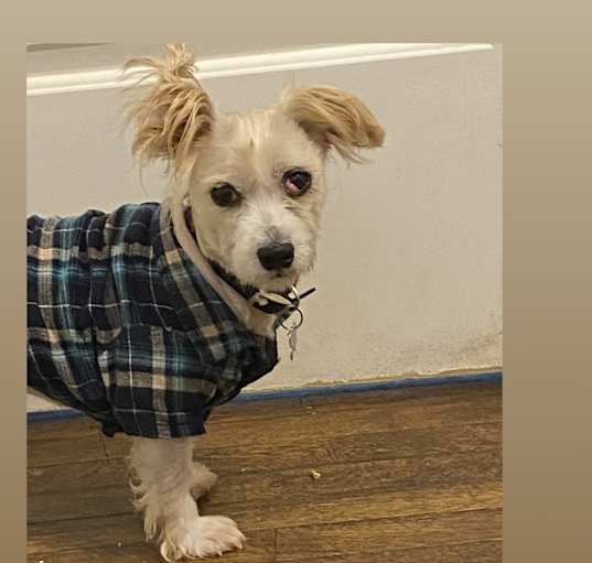 Photo of Bandit