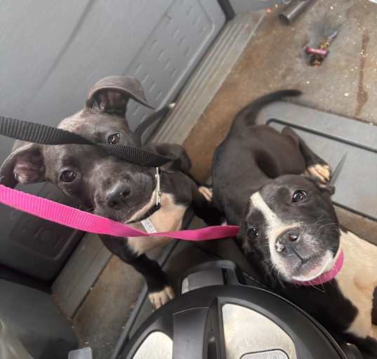 Photo of Molly&Rocky