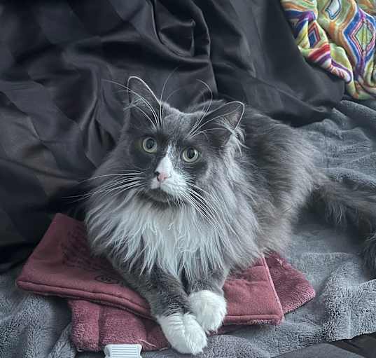 Photo of Blue