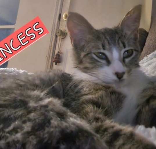 Photo of PRINCESS