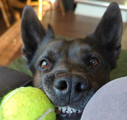Photo of Juniper