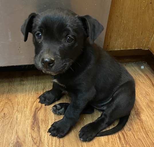 Photo of Shadow
