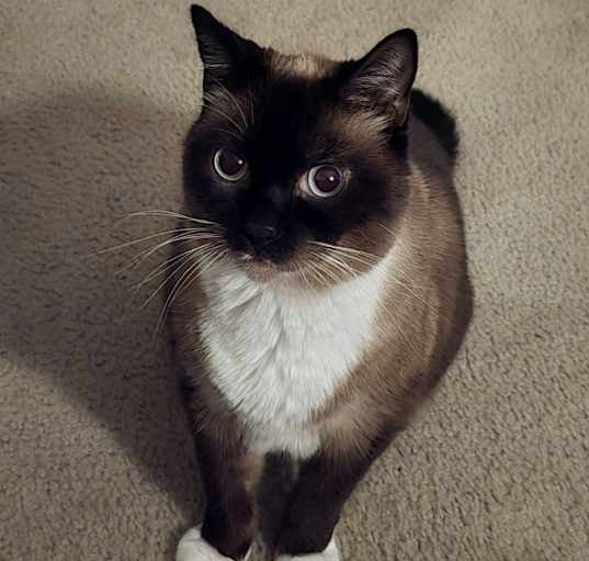 Photo of Rocky