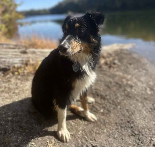 Photo of Beau