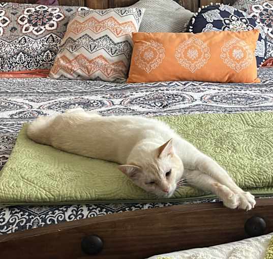 Photo of Phoebe