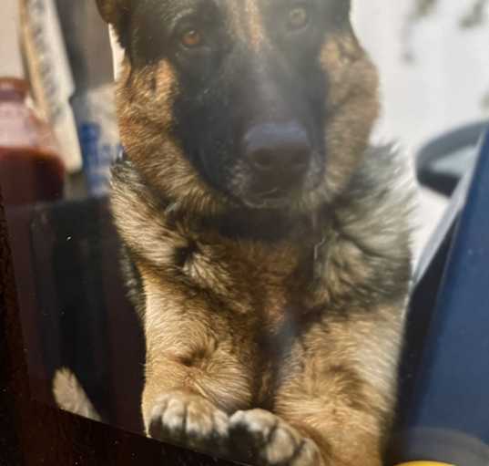 Photo of Gunner