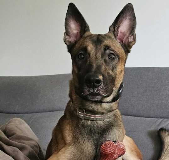 Photo of Jager