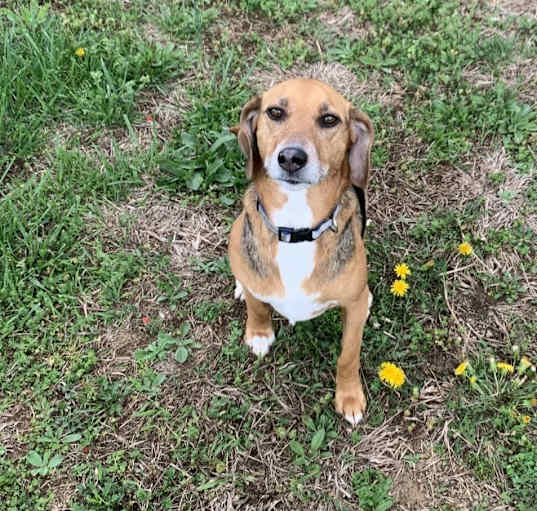 Photo of Buddy