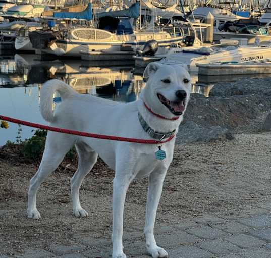 Photo of Otis