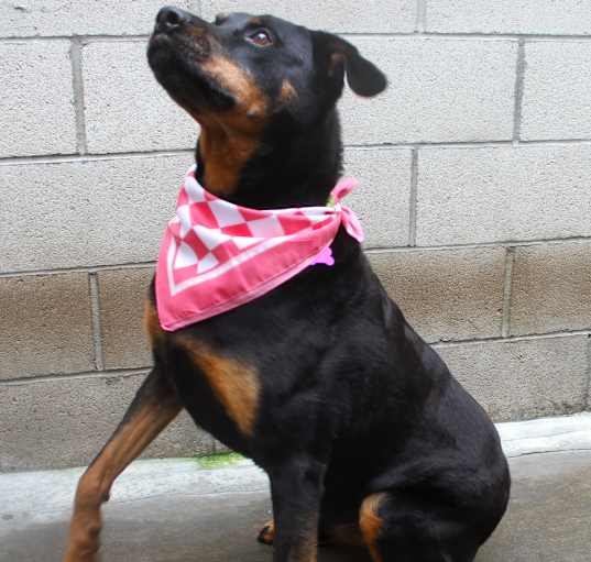 Photo of PHOENIX