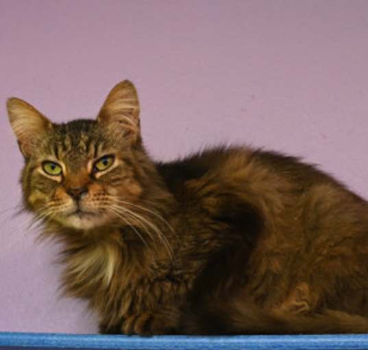 Photo of Gypsy