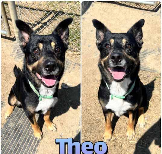 Photo of Theo