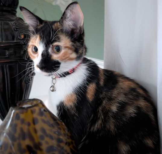 Photo of Stella