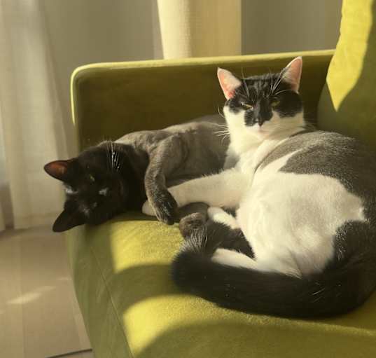 Photo of Onyx and Luna