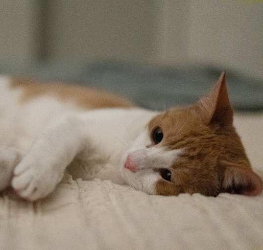 Photo of Dorito
