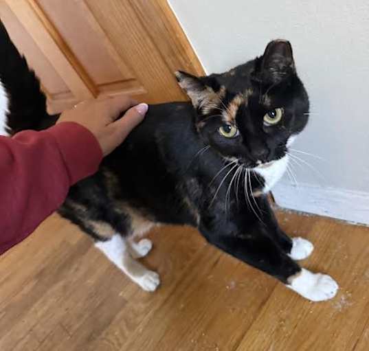Photo of callie