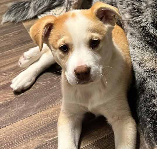 Photo of Tonto
