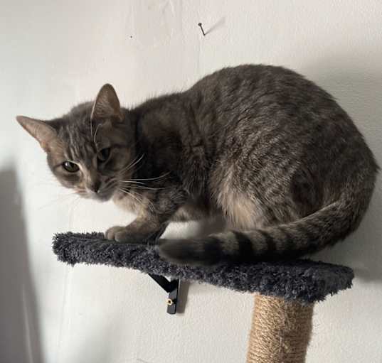 Photo of Lily
