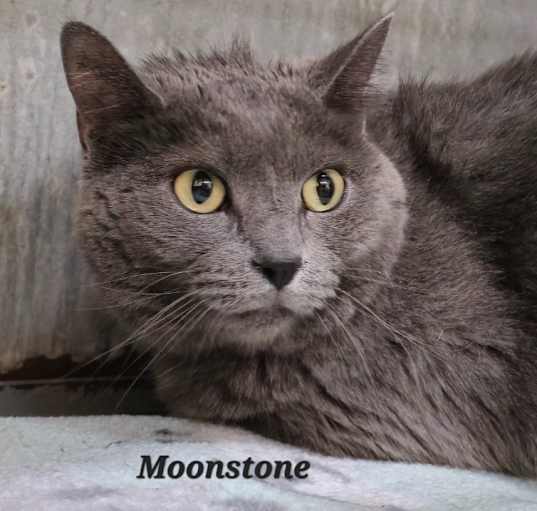 Photo of Moonstone