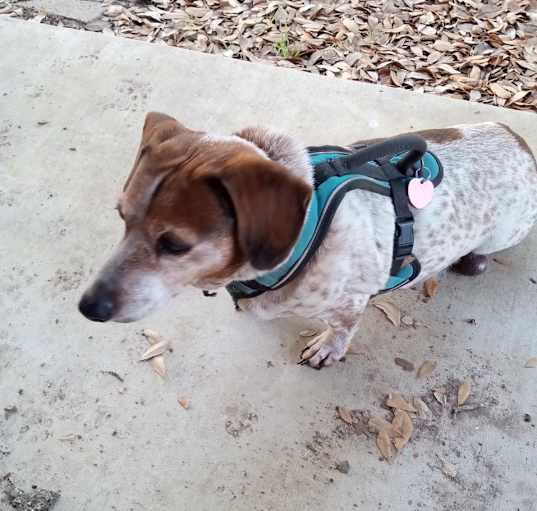 Photo of Scooby