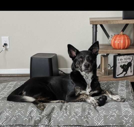 Photo of Pepper