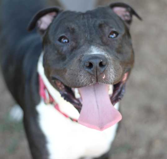 Photo of Wally (In Foster)