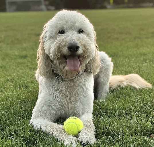 Photo of Ramsey