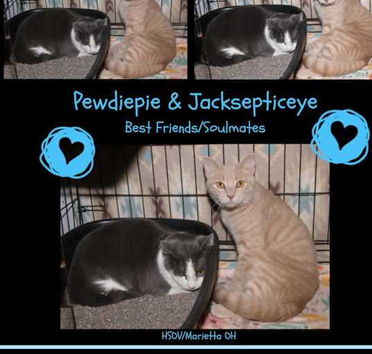 Photo of Pewdiepie & Jacksepticeye