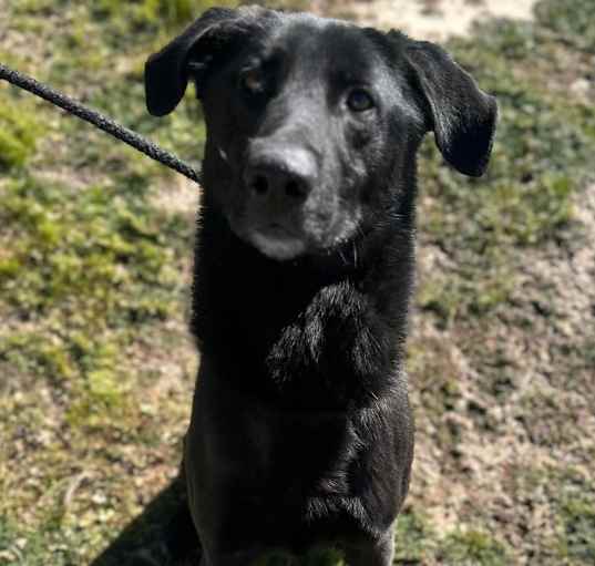 Photo of DOMINO