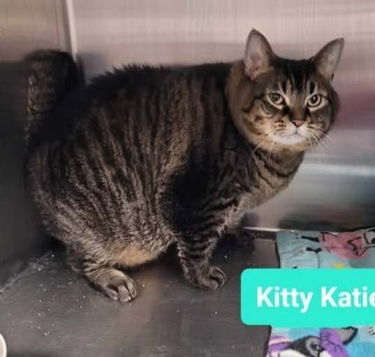 Photo of Kitty Katie