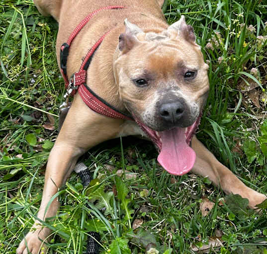 Photo of Opie