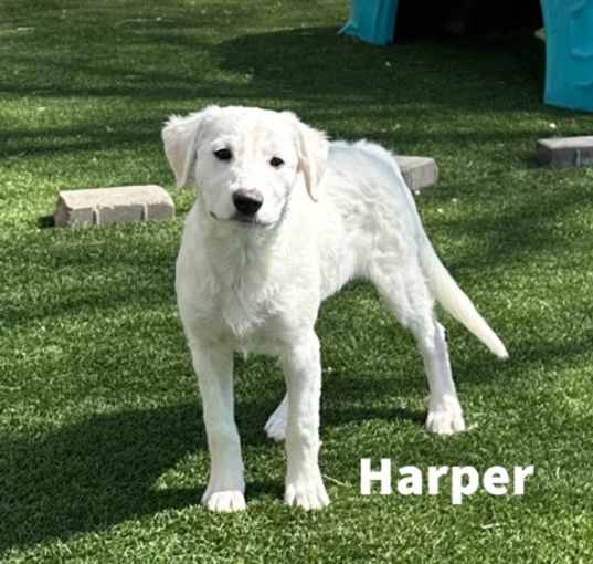 Photo of Harper