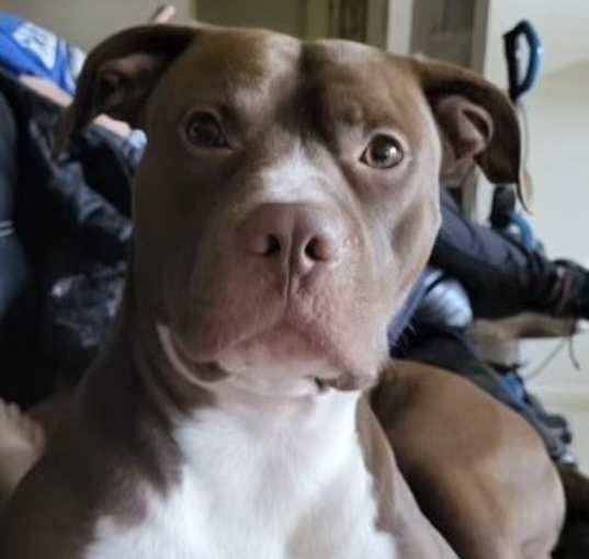 Photo of Rambo