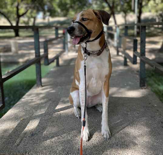Photo of Sadie