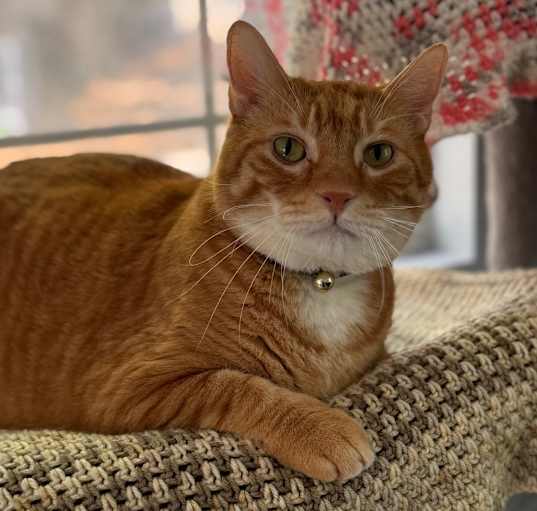 Photo of Tiki
