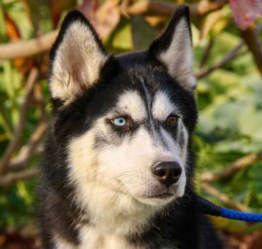 Photo of Togo