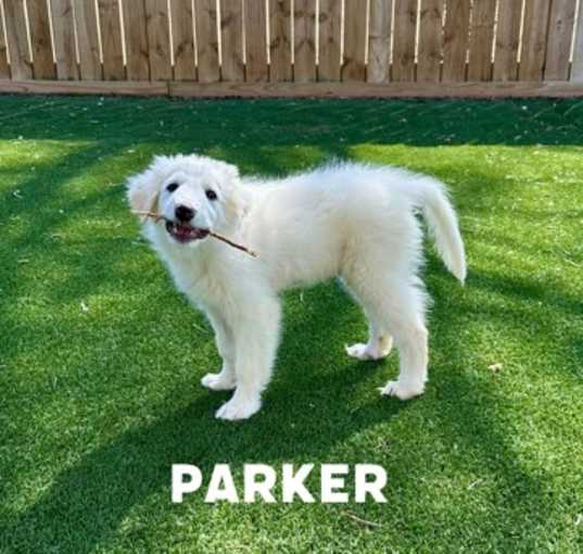 Photo of Parker