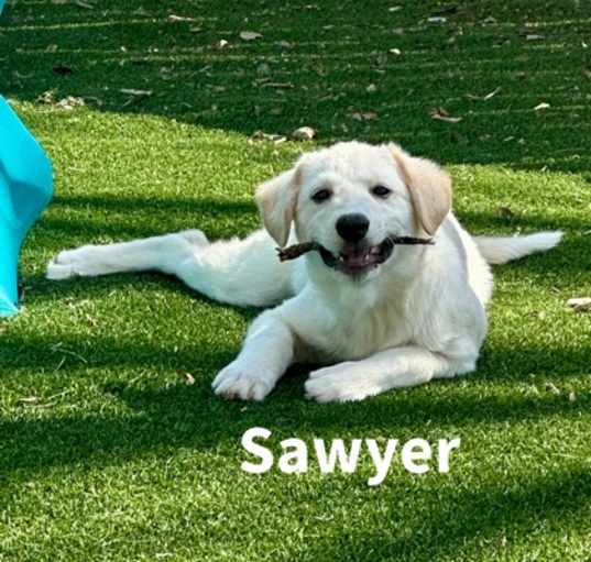 Photo of Sawyer