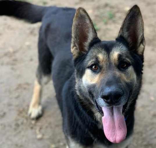 Photo of Dog