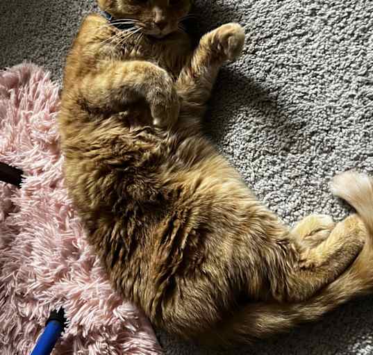Photo of Oliver