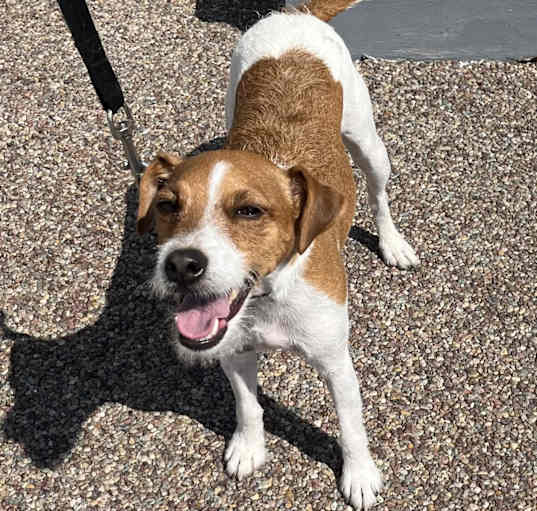 Photo of Bo