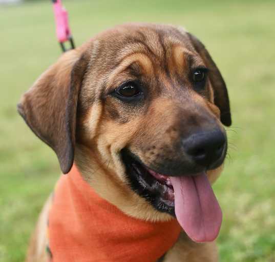 Photo of Violet