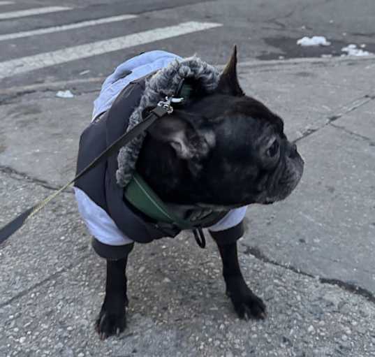 Photo of Felix