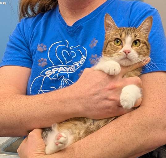 Photo of Orphan Annie