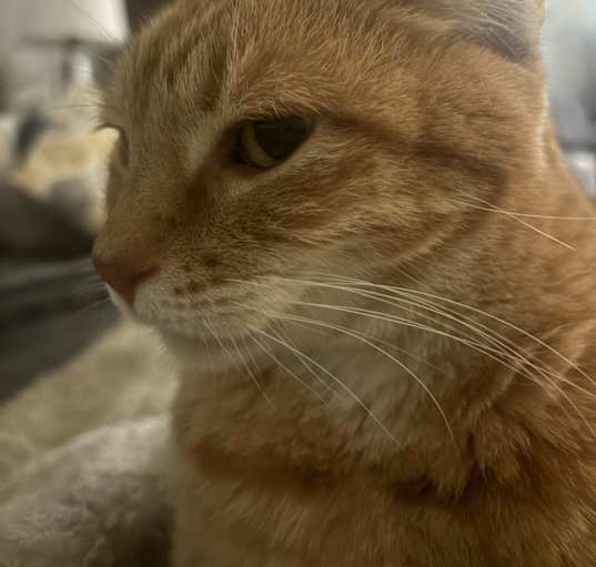 Photo of Skitty
