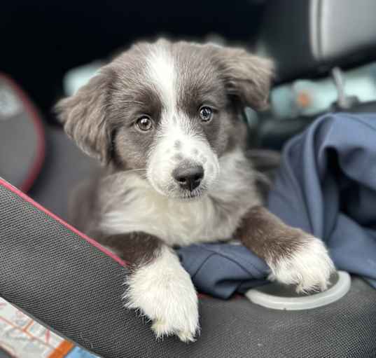 Photo of Bella