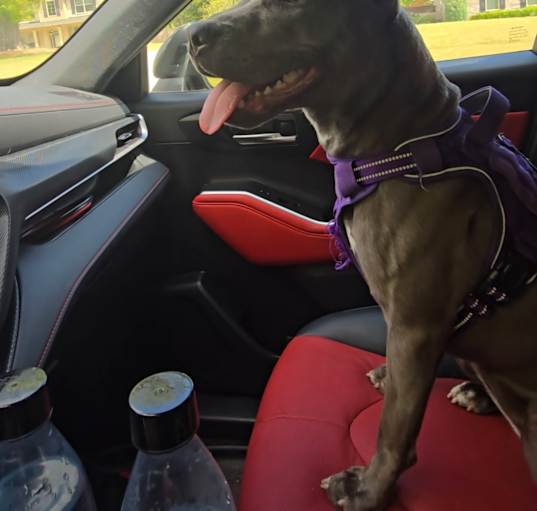 Photo of Luna